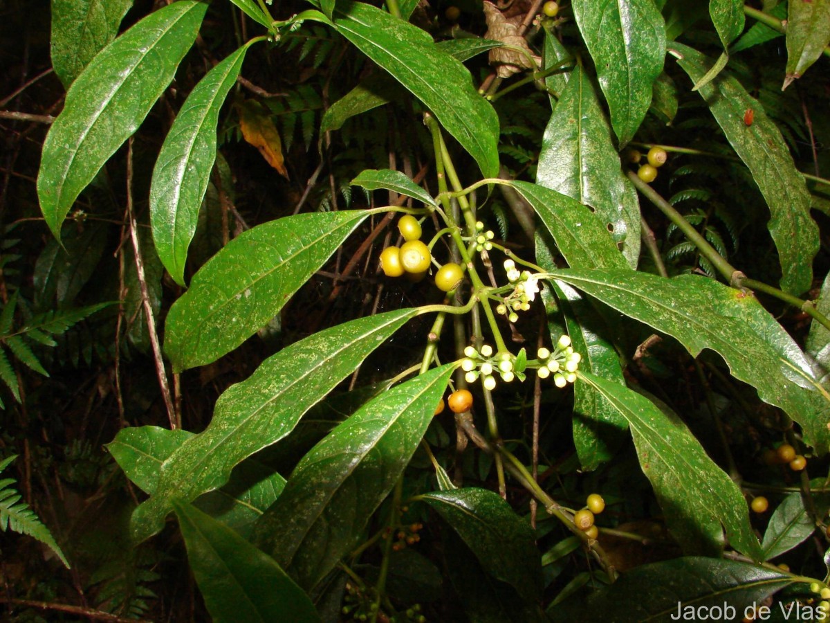 Urophyllum ceylanicum (Wight) Thwaites